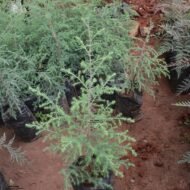 Conifer Seedlings