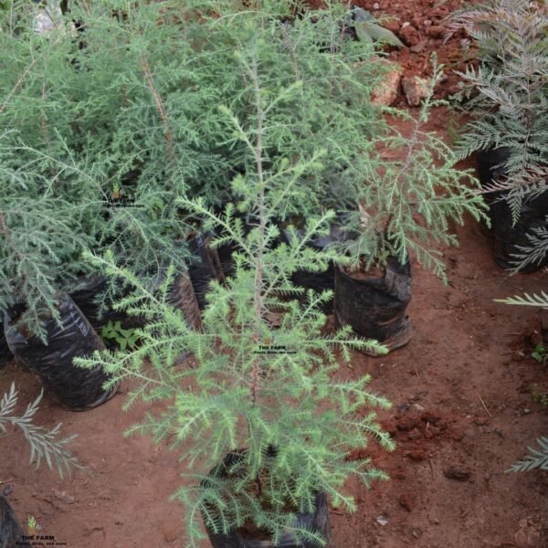 Conifer Seedlings