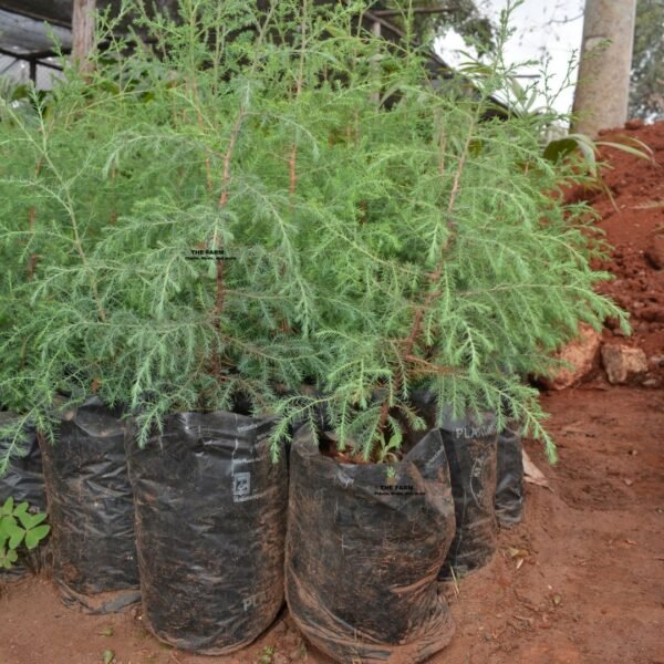 Conifer Seedlings