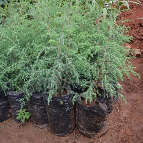 Conifer Seedlings