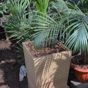 Piccabeen Palm in Rattan Flower Pot