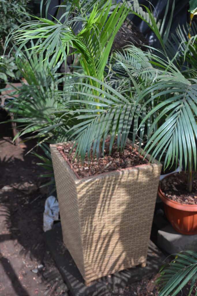 Piccabeen Palm in Rattan Flower Pot