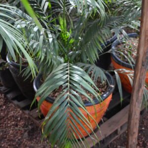 Piccabeen Palm in a clay pot