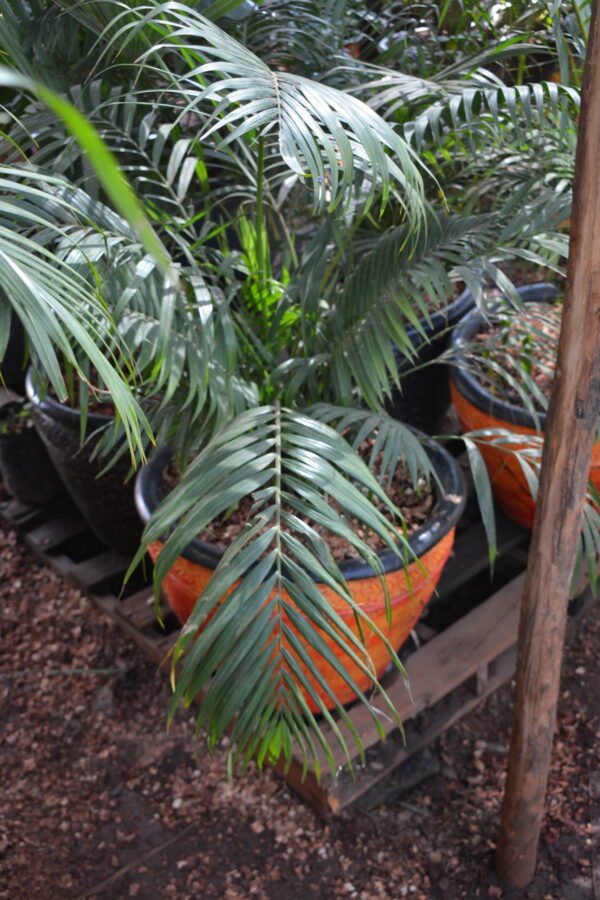 Piccabeen Palm in a clay pot