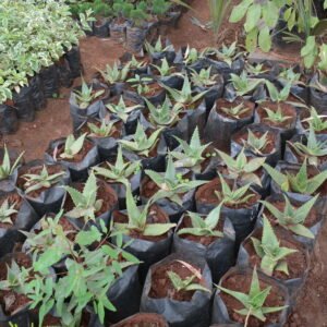 Aloe Vera Plant Seedlings