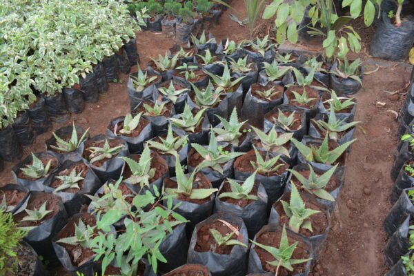 Aloe Vera Plant Seedlings