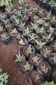 Aloe Vera Plant Seedlings - Image 2