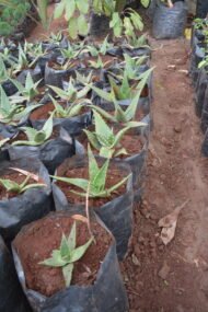 Aloe Vera Plant Seedlings