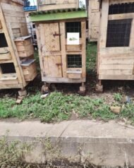 Chicken House-Compact Wooden