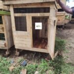 Durable Wooden Chicken House in Kenya | Raised Poultry Coop for 4–6 Chickens