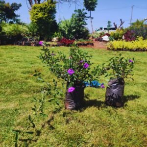 Tibouchina Mutabilis Seedlings