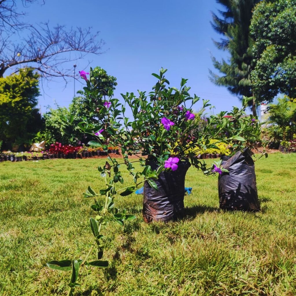 Tibouchina Mutabilis Seedlings