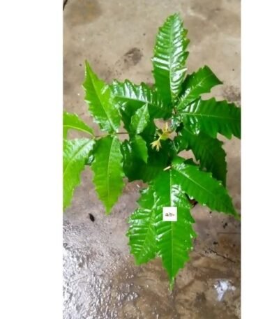 Mulberry Seedlings