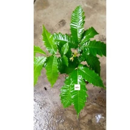 Mulberry Seedlings