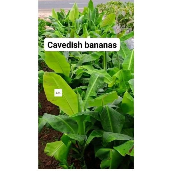 Cavendish banana