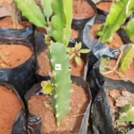 Dragon Fruit Seedling