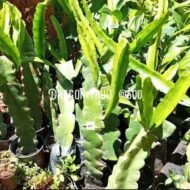 Dragon Fruit Seedling