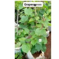 Grape Seedlings