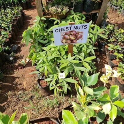 Chestnut Seedling