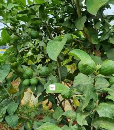 Lemon Seedlings