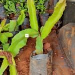 Dragon Fruit Seedling