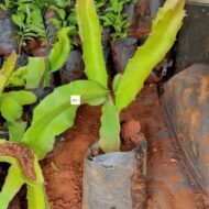 Dragon Fruit Seedling