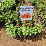 Persimmon (Khaki) Seedling