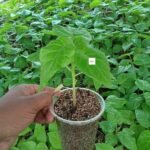 Tamarillo Seedlings