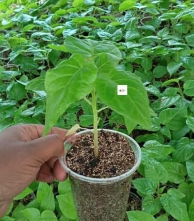 Tamarillo Seedlings