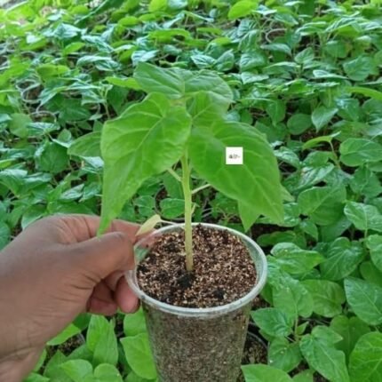 Tamarillo Seedlings