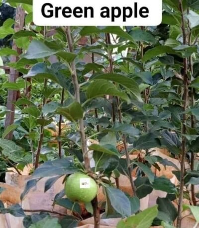 Green Apple