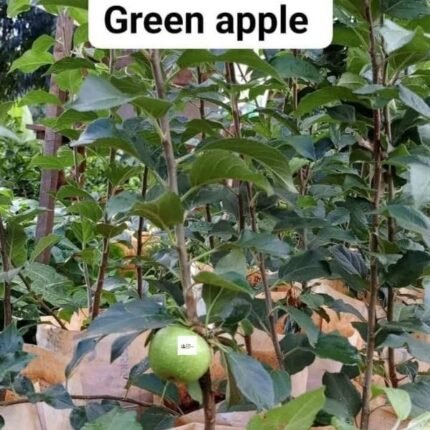 Green Apple