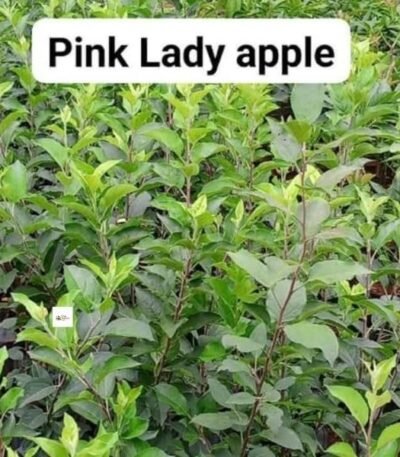 Pink Lady Apple