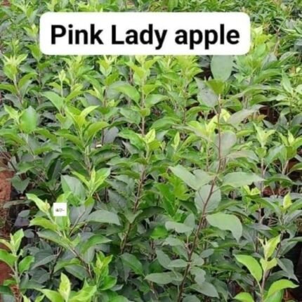 Pink Lady Apple