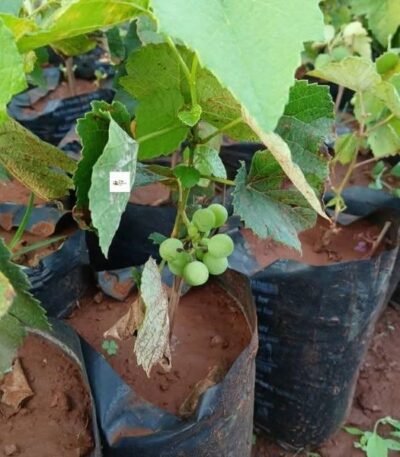 Grape Seedlings