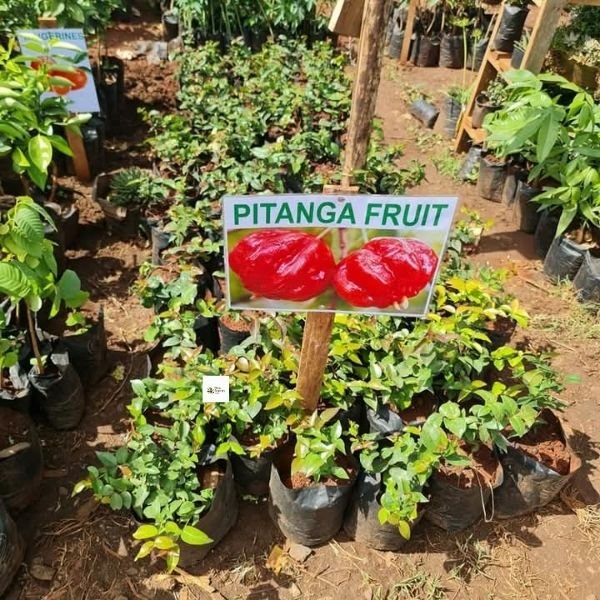 Pitanga Fruit Seedling