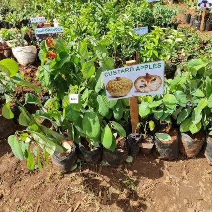 Custard Apple