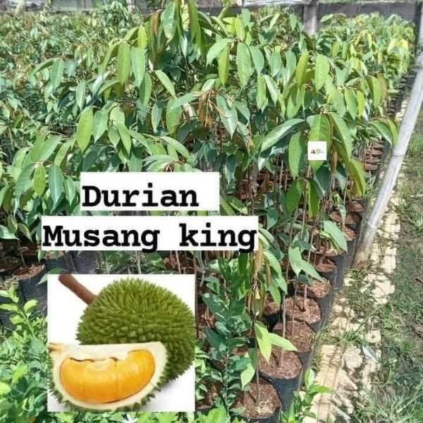 Durian Seedling