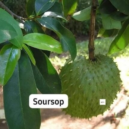 Soursop Seedling