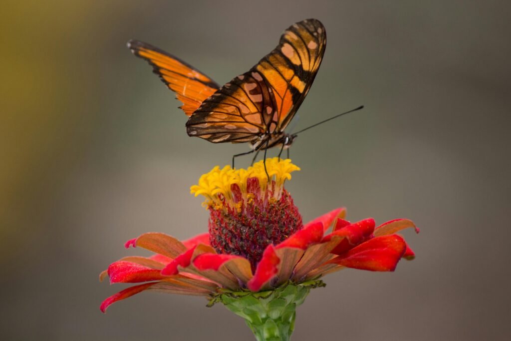 A vivid close-up of a butterfly perched on a vibrant red zinnia flower with blurred background.