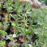 bird of paradise plant