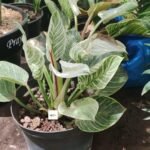Philodendron rugosum