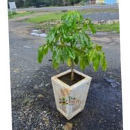 Schefflera in concrete planter