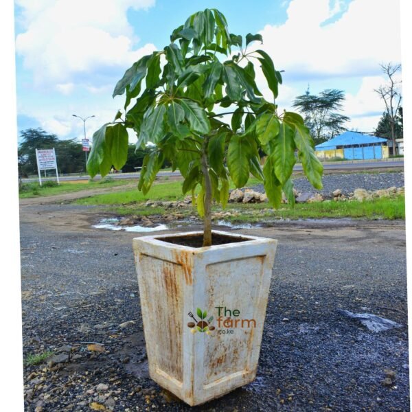 Schefflera in concrete planter