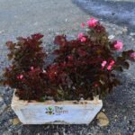 Begonia in concrete planter