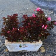 Begonia in concrete planter