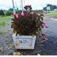 Begonia in concrete planter