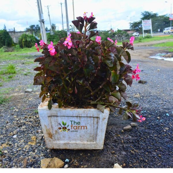 Begonia in concrete planter