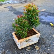 Eugenia in concrete planter