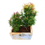 Eugenia in concrete planter